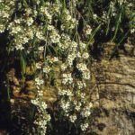 Baeckea linifolia, image Alan Fairley 