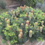 Banksia ‘Cherry Candles’ in my garden, planted 8 years ago, image Karlo Taliano
