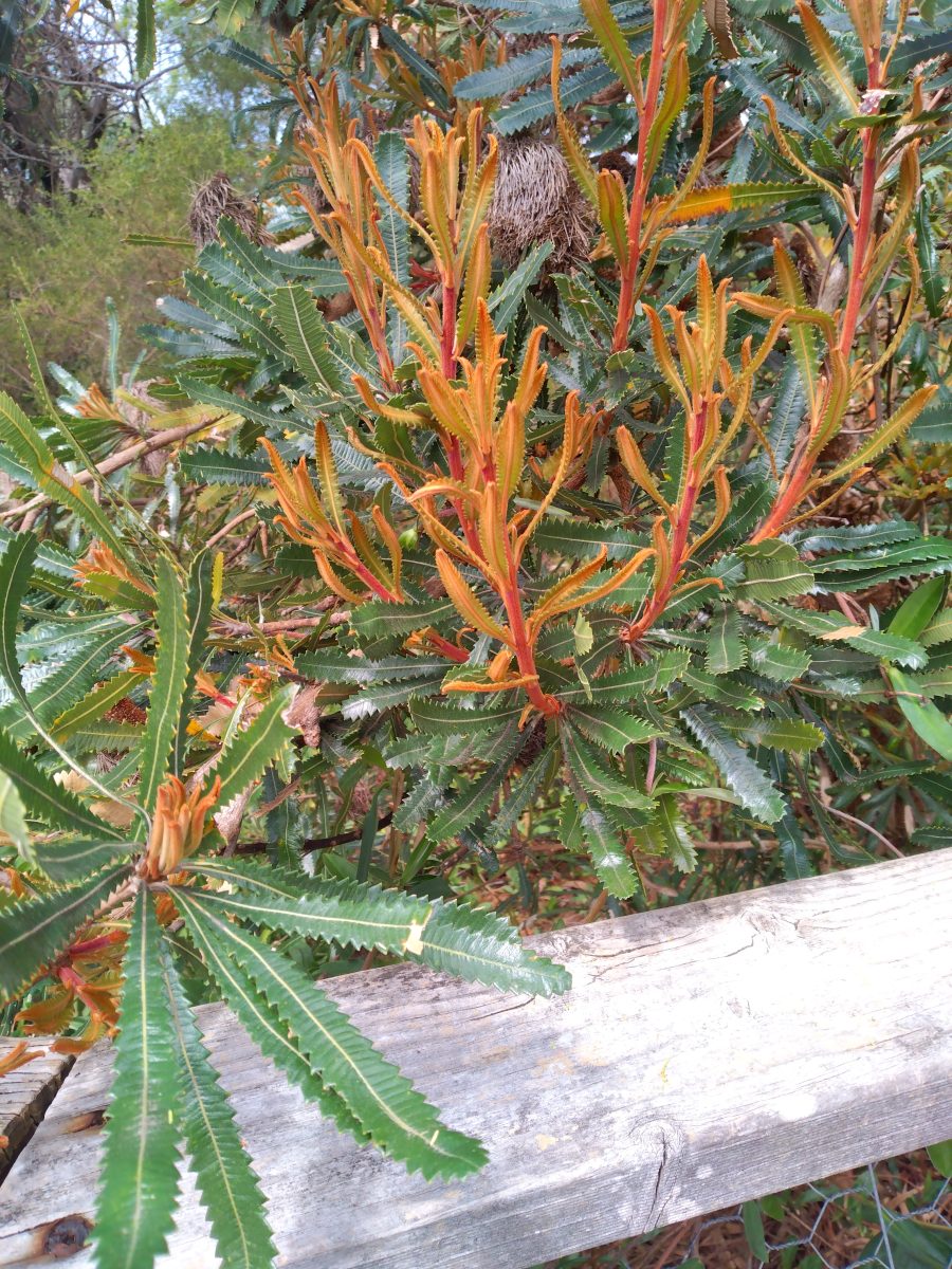 Banksia aemula Banksia aemula