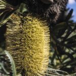 Banksia aemula, image Alan Fairley 