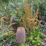 Banksia blechnifolia, image Heather Miles 