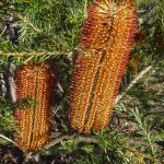 Seeds of hope for Banksia restoration projects