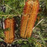 Banksia ericifolia, image Alan Fairley 