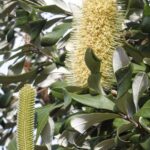 Banksia integrifolia, image Alan Fairley 