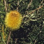 Banksia marginata, image Alan Fairley 