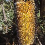 Banksia neoanglica, image by Kevin Collins