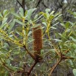 Banksia paludosa, Abrahams Bosom Reserve, image H Miles