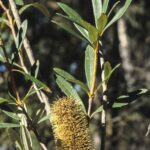 Banksia paludosa ssp astrolux, image Alan Fairley 