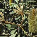 Banksia penicillata, image Alan Fairley 