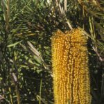 Banksia spinulosa var collina, image Alan Fairley
