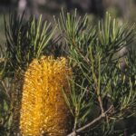 Banksia spinulosa var spinulosa, image Karlo Taliano 