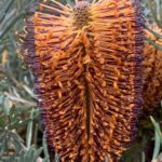 Banksia vincentia, image Catriona Bate