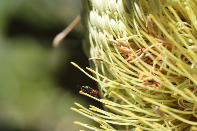 Thrive Insects Insects that thrive on our native plants | Australian Plants Society