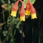 Blandfordia nobilis, image Alan Fairley 