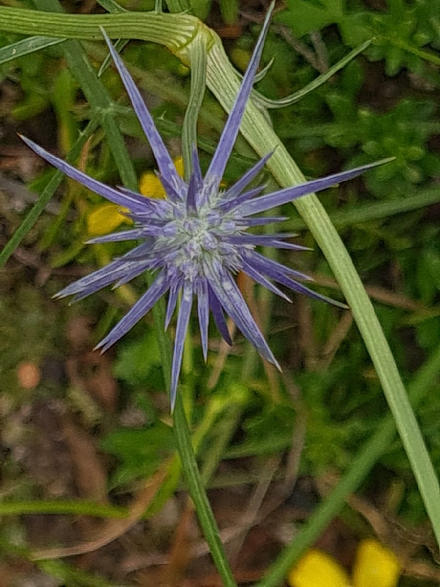 Blue Devil Flower Blue Devil Flower, image by Neil McGlashan