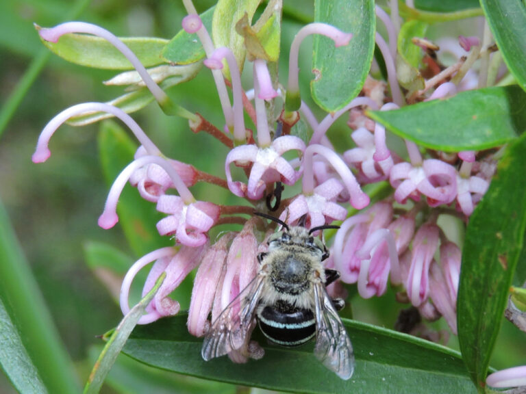 Insects in July | Australian Plants Society