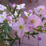 Boronia, image by Jeff Howes