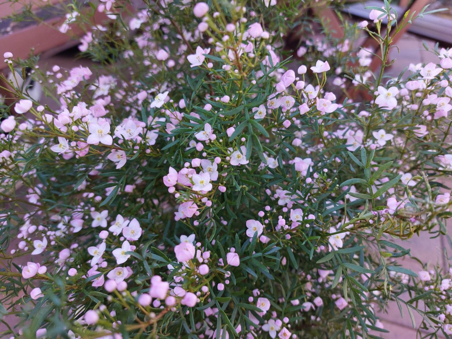 Boronia success at last | Australian Plants Society