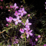 Boronia ledifolia, image Alan Fairley