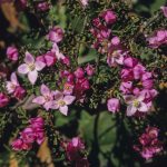 Boronia microphylla, image Alan Fairley 