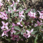 Boronia mollis flowers, image Alan Fairley