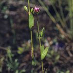 Boronia parviflora, image Alan Fairley 