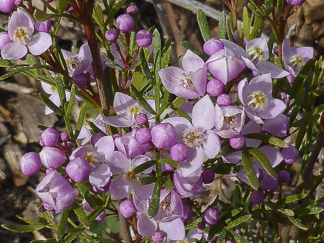 Boronia pinnata | Australian Plants Society