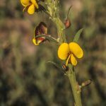 Bossiaea stephensonii, Image Alan Fairley