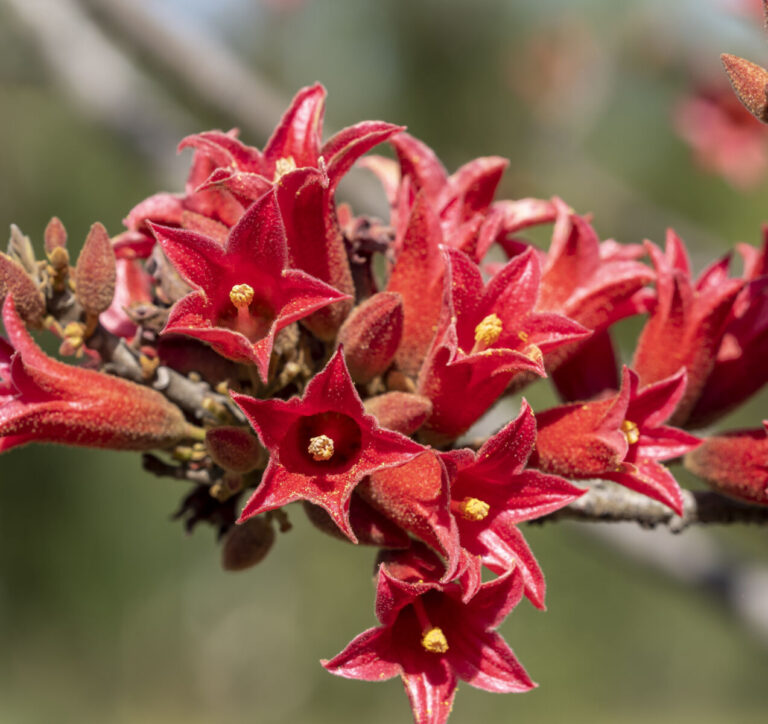 Propagating kurrajong trees answers from our experts group