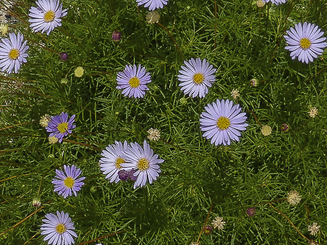 Brachyscome Multifida Australian Plants Society Brachyscome Multifida Australian Plants Society