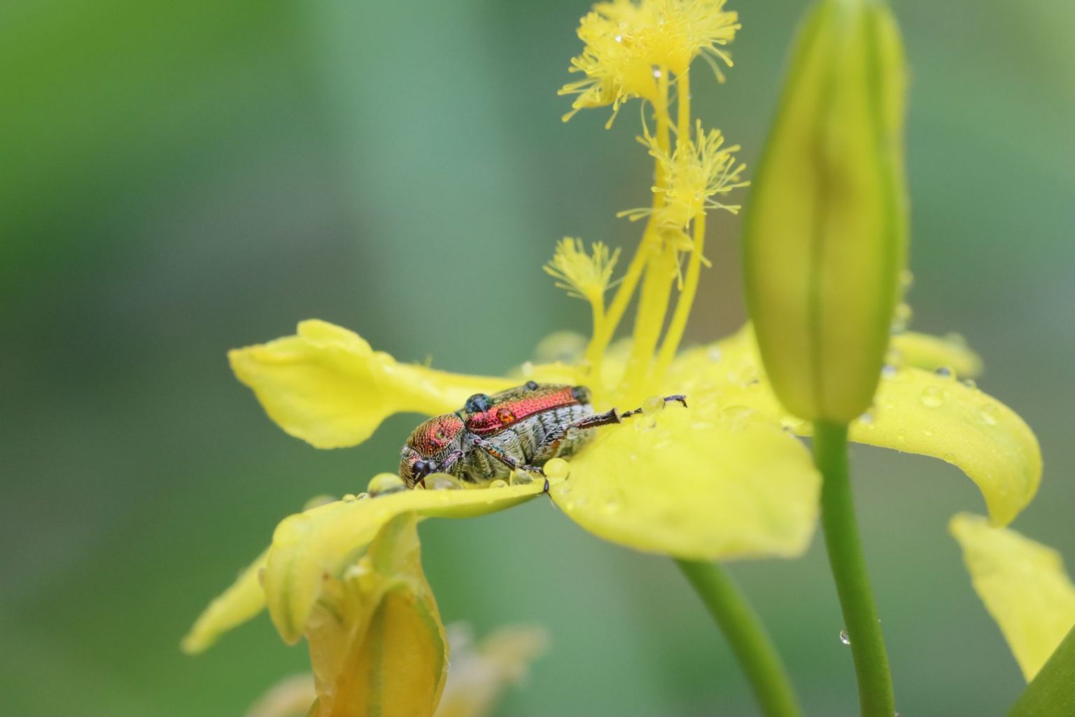 Thrive Insects Insects that thrive on our native plants | Australian Plants Society