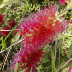 Callistemon 'Firebrand'