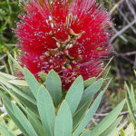 Callistemon 'Little John'