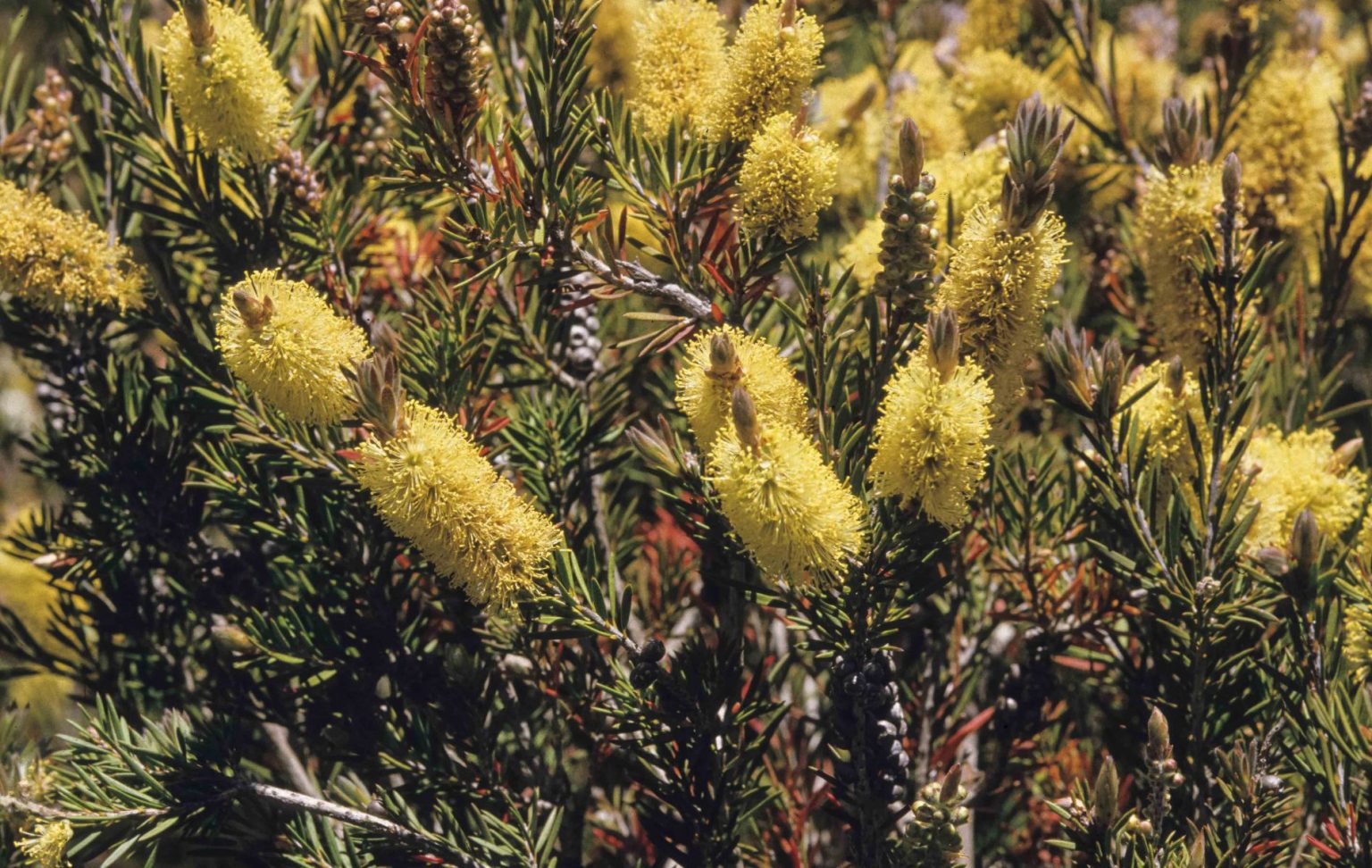 Callistemon Pityoides | Australian Plants Society