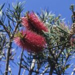 Callistemon rigidus, image Alan Fairley 