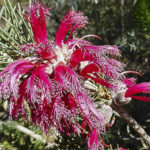 Calothamnus rupestris flower