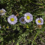 Calotis cuneifolia flowers