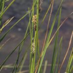 Carex gaudichaudiana, image Alan Fairley 