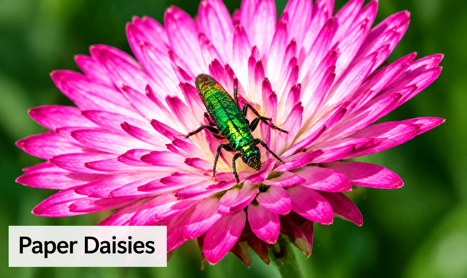 Paper Daisies Discover Plants for Pollinators!