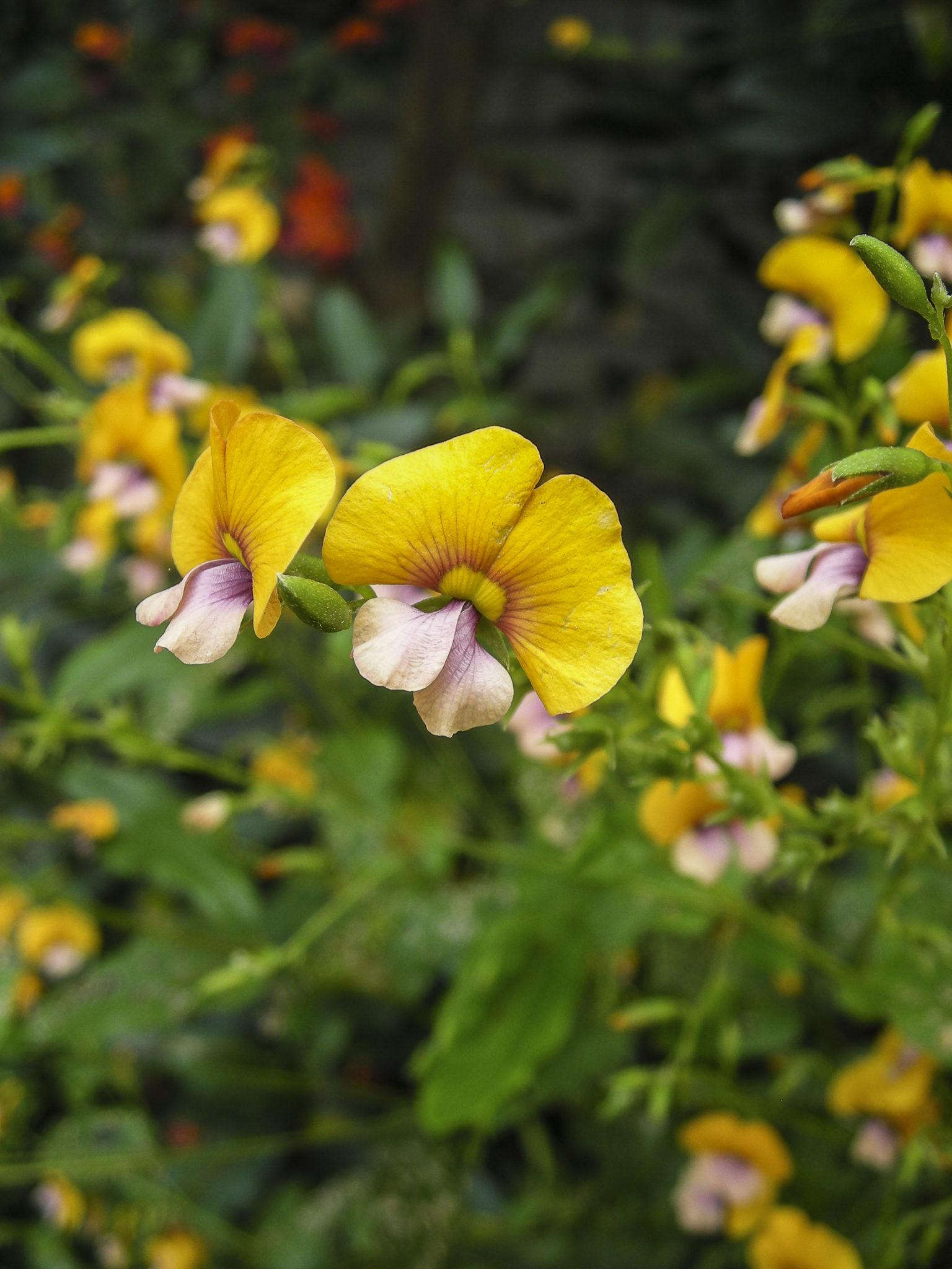 Chorizema cordatum | Australian Plants Society
