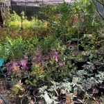 A new native nursery in Ingleside – Cicada Glen Native Nursery