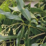 Cinnamomum oliveri, image Alan Fairley 