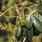 Cissus hypoglauca, image Alan Fairley 