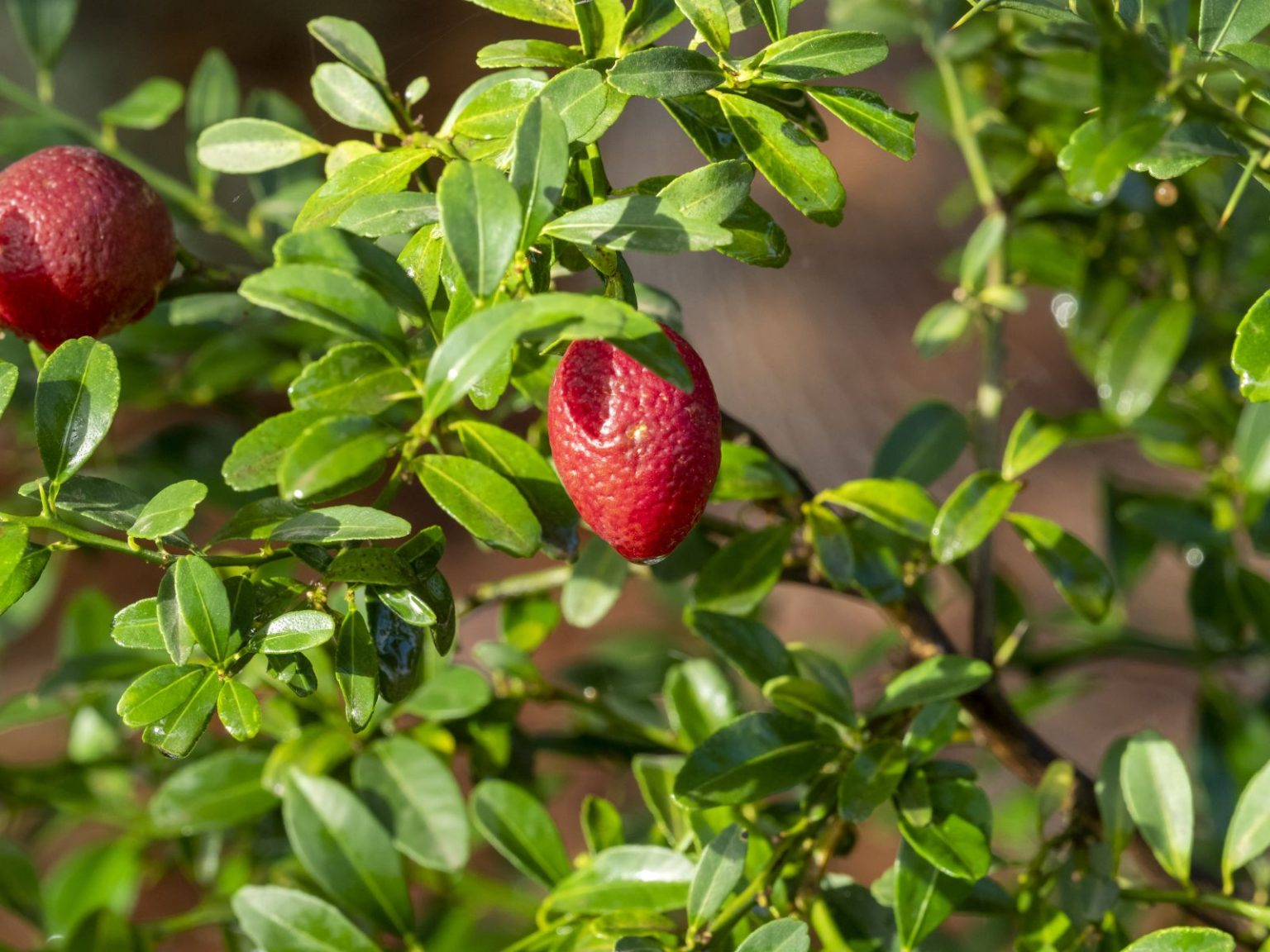 Citrus australasica x native lime (Red Centre Lime), Australian Inland