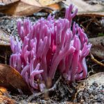 Violet coral fungus, Clavaria zollingeri, image by D. Noble)