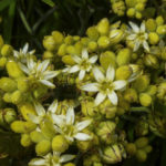 Conostylis aculeata flowers