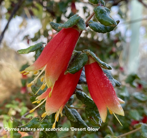 Correa 'Desert Glow' photo credit N Marriott Correa 'Desert Glow' photo credit N Marriott