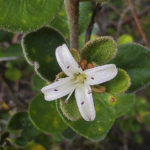 Correa alba flower