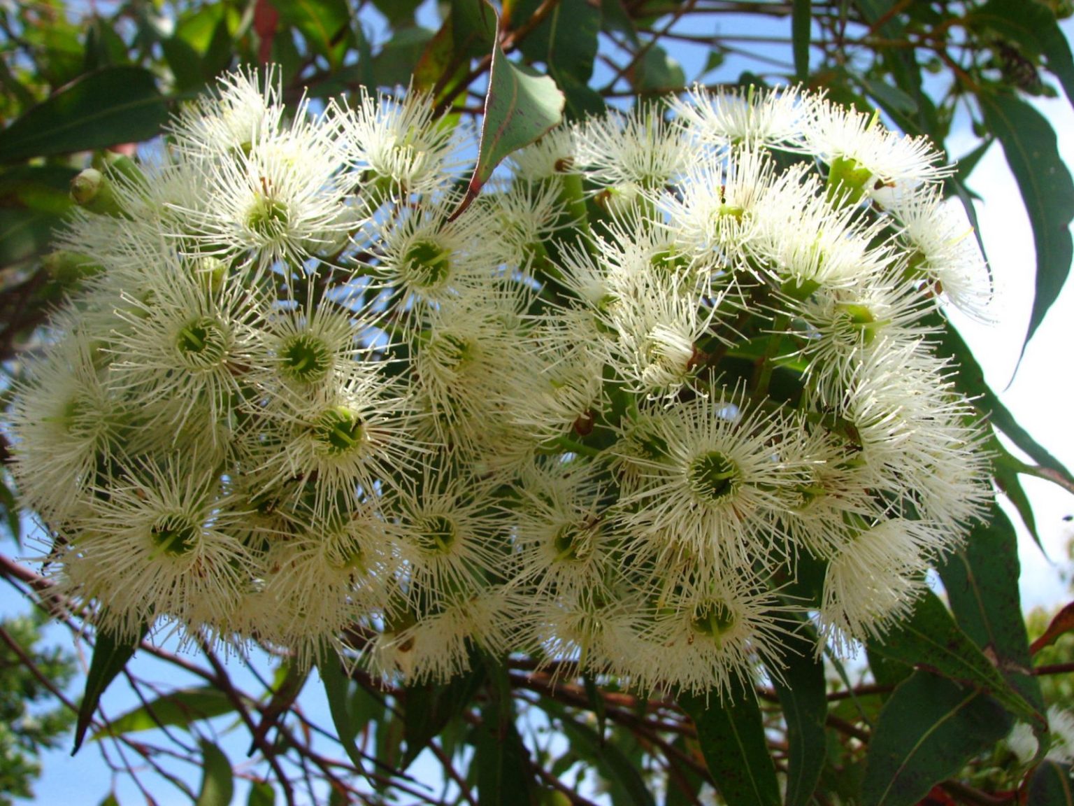 Corymbia Gummifera 