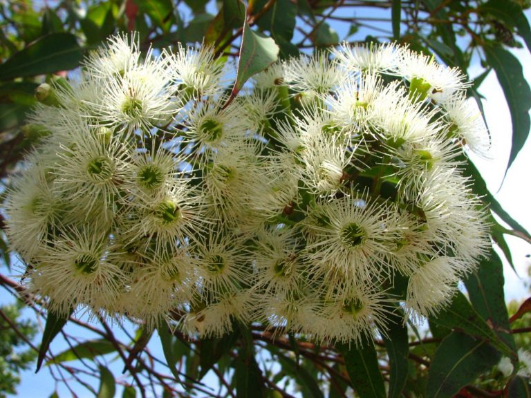 Corymbia gummifera | Australian Plants Society